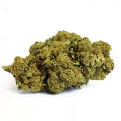 Orange Bud 13,7% CBD (Big Bud) Green Carpathes  - Chanvre Cannabidiol